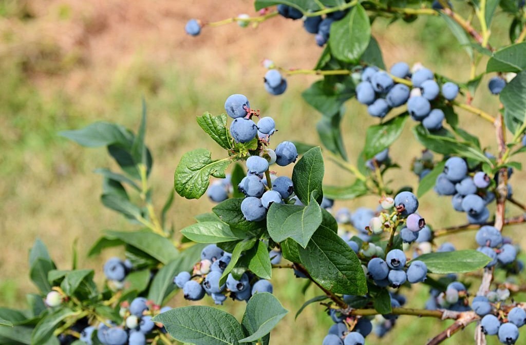 Odrůda kanadské borůvky Denise Blue