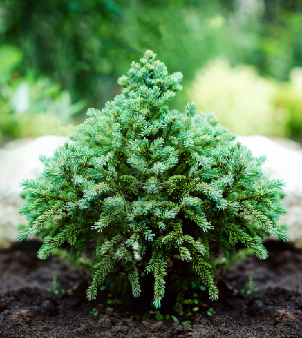 Malý vánoční stromek