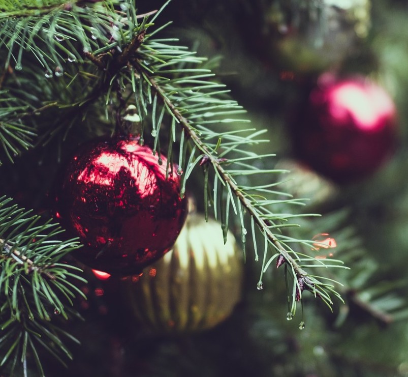 Živé vánoční stromky